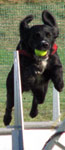 Flyball retour