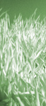 Gras