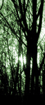 Wald